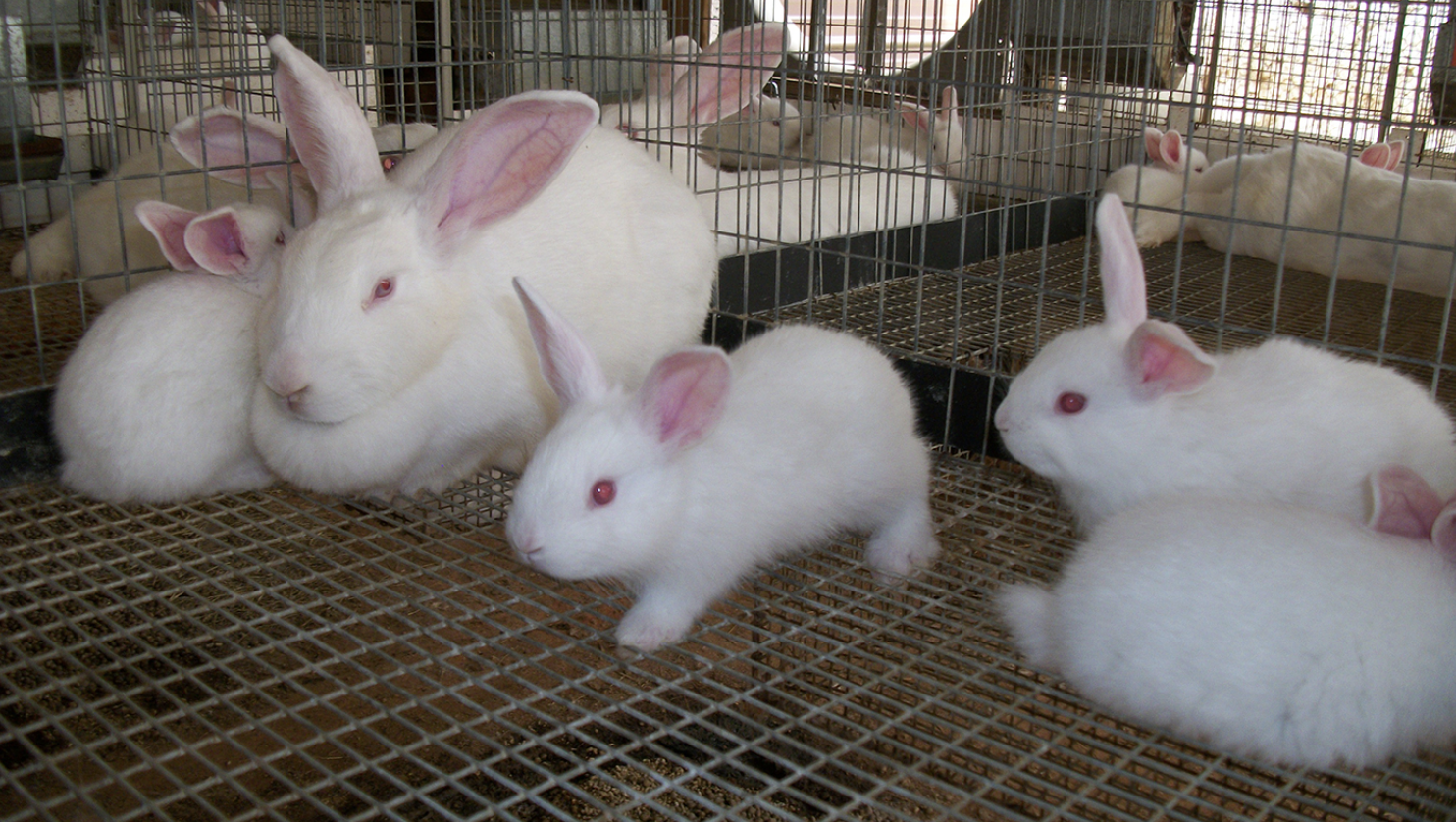organic-rabbit-farming