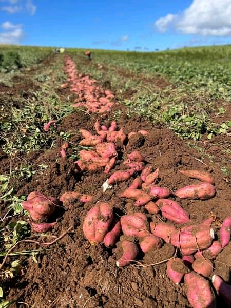 Sweet potatoes - Coopérative Jeunes vie de l'avenir Burundais 