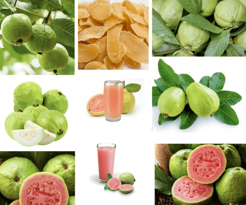 guava-farming-and-its-fruit-industrial-processing.png