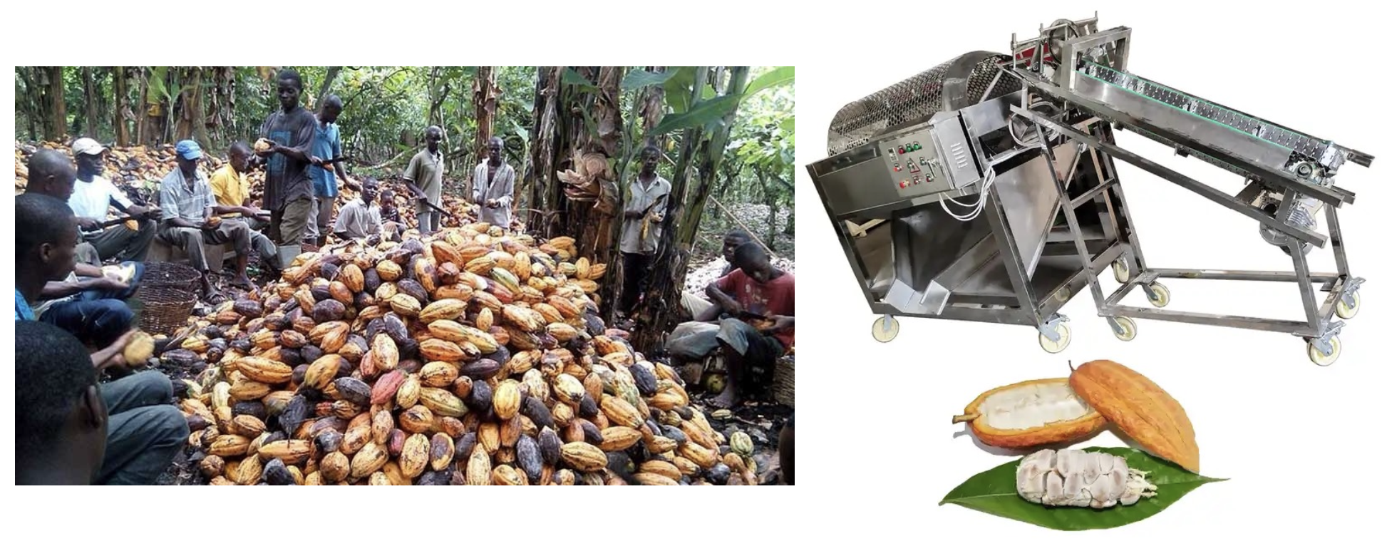 Boost Your Cocoa Farm Efficiency and Productivity with Advanced Solutions